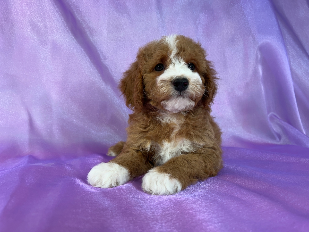 Male Cockapoo Puppy for Sale DOB 11-20-2025 $950